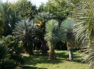 sehr gepflegter Palmengarten/La-tua