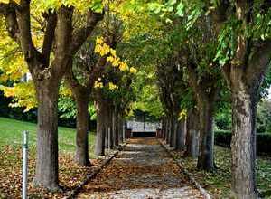 gli alberi accolgono gli ospiti