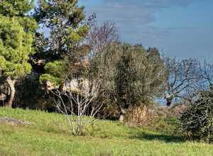 piccolo gioiello con alberi belli