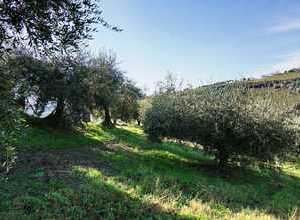 Olivenbäume - Freunde helfen sicher bei der Ernte