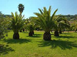 schöne Rasenfläche mit Palmen