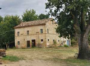 casolare con quercia nelle Marche