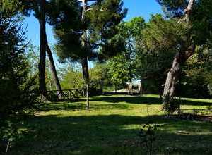 enormi pini vecchi nel giardino