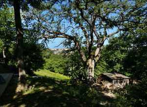 giant old oak trees give shade